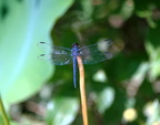blue-eyed darner kenilworth 14jul18zac