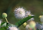 buttonbush kenilworth 14jul18zac