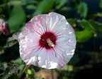 crimson-eyed rose mallow kenilworth 14jul18zac