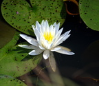 water lily kenilworth 14jul18zac