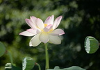 Lightpinklotusflower14July18