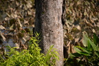 girdled ash tree kenilworth aquatic gardens 14july18a