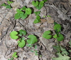 unknown9 farm 5jul18