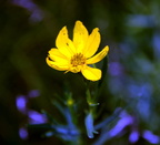 tickseed sunflower farm 5jul18zac