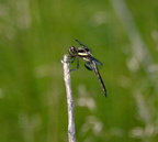 female widow skimmer farm 5jul18zdc