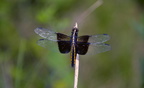 female widow skimmer farm 5jul18zbc