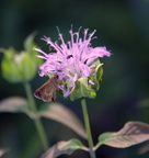 northern broken-dash wild bergamot farm 5jul18zbc