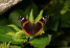 red admiral farm 5jul18zac