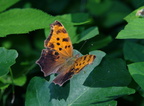 question mark farm 5jul18zac