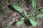 unknown7 farm 5jul18