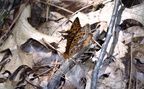 great spangled fritillary farm 5jul18zbc