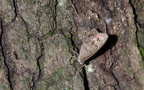 little wood satyr farm 5jul18zbc