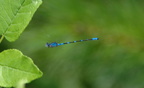 blue banded damselfly farm 5jul18zac