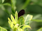 wood nymph farm 5jul18zac