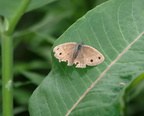 little wood satyr farm 5jul18zac