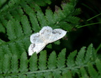 checkered white farm 5jul18zac