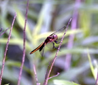 female widow skimmer farm 5jul18zac