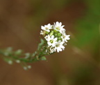 unknown2 flower farm 5jul18zac