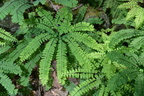 maidenhair farm 5jul18