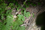 ginseng farm 5jul18