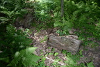 maidenhair ginseng farm 5jul18