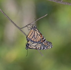 monarch farm 5jul18