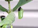 monarch chrysalis 31aug18zac