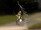 garden spider argiope aurantia 3sep18zac