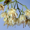 bass wood flowers wehr nature center 9jul18zac