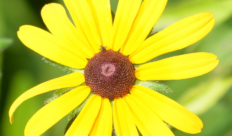 blackeyed_susan_rudbeckia_hirta_wehr_nature_center_2jul18a.jpg