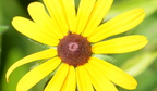 blackeyed susan rudbeckia hirta wehr nature center 2jul18a