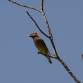 cedar wax wing wehr nature center 2jul18a