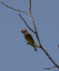 cedar wax wing wehr nature center 2jul18a
