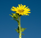 compass plant silphium laciniatum wehr nature center 2jul18zac