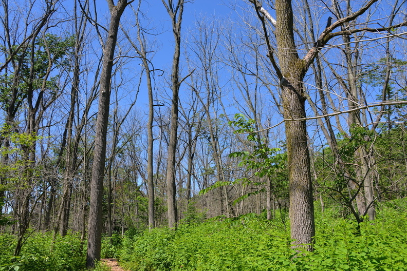 dead_walnut_trees_wehr_nature_center_2jul18b.jpg