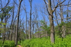 dead walnut trees wehr nature center 2jul18b