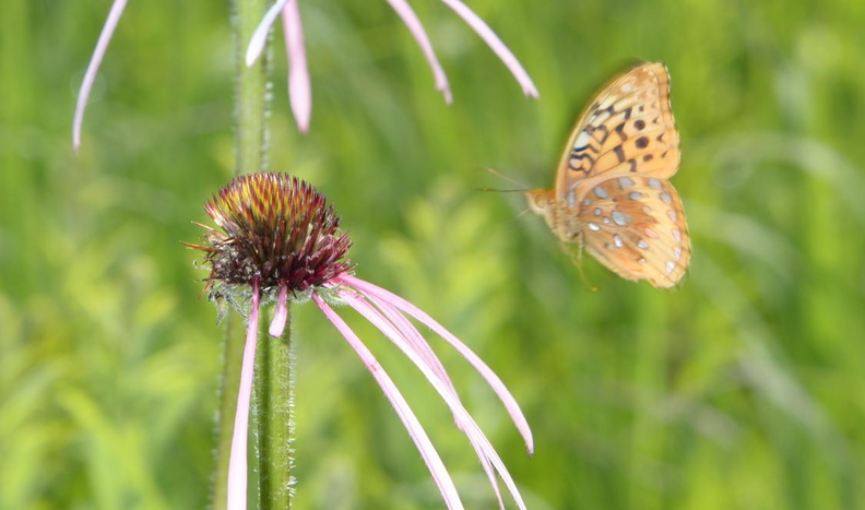great_spangled_frittilary_speyeria_cybele_wehr_nature_center_2jul18c.jpg