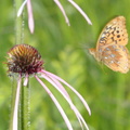 great spangled frittilary speyeria cybele wehr nature center 2jul18c