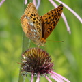 great spangled frittilary speyeria cybele wehr nature center 2jul18b