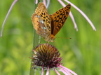 great spangled frittilary speyeria cybele wehr nature center 2jul18b