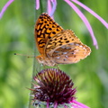 great spangled frittilary speyeria cybele wehr nature center 2jul18zac