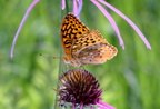 great spangled frittilary speyeria cybele wehr nature center 2jul18zac