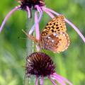 great spangled frittilary speyeria cybele wehr nature center 2jul18zdc