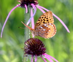 great spangled frittilary speyeria cybele wehr nature center 2jul18zdc