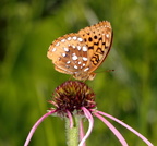 great spangled frittilary speyeria cybele wehr nature center 2jul18zec
