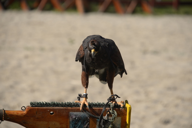 hawk_rennaisance_fair_bristol_7jul18a.jpg