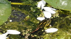 painted turtle wehr nature center 2jul18a