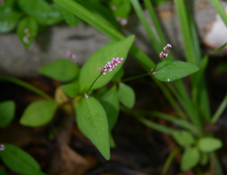 pennsylvania_knotweed_wehr_nature_center_2jul18.jpg