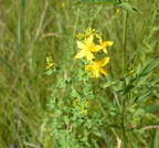st.johns wort hypericum perforatum wehr nature center 2jul18