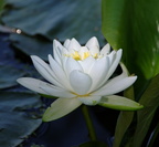 water lily nymphaea odorata 2jul18zac
